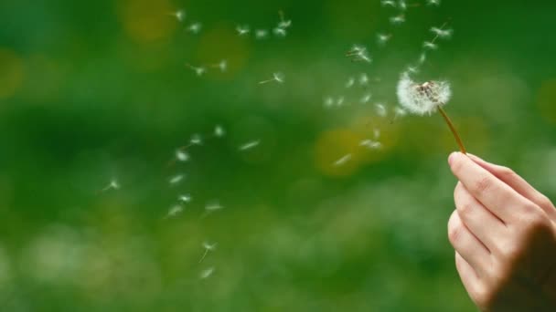 Dandelion seeds flying away — Stock Video