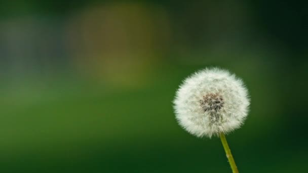 Dandelion seeds flying away — Stock Video