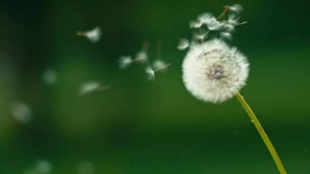 Dandelion seeds flying away — Stock Video