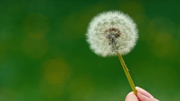 Dandelion seeds flying away — Stock Video