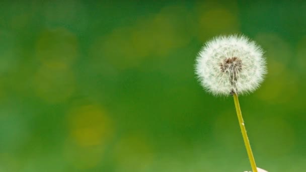 Dandelion seeds flying away — Stock Video