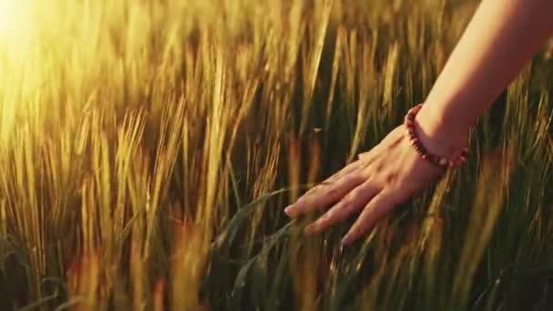 ruka prochází pšeničné pole