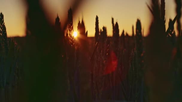 Schöne Morgendämmerung und Weizenähren — Stockvideo