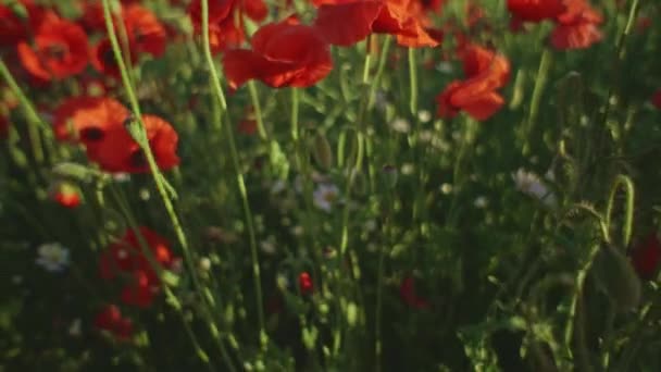 Flores de amapola roja florecientes — Vídeos de Stock