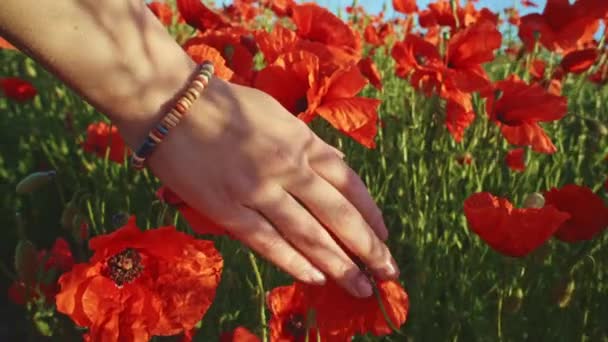 Mano corriendo a través del campo de amapolas — Vídeos de Stock