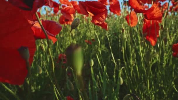 Blommande röda vallmoblommor — Stockvideo