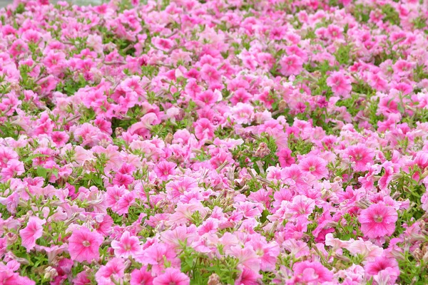 Pembe çiçek tarlası