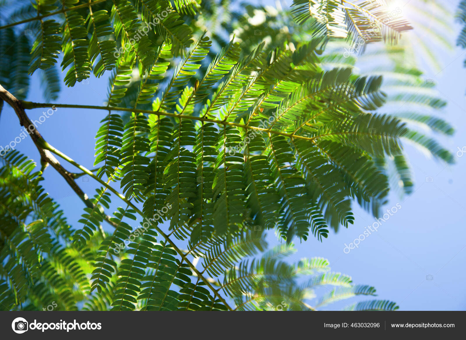 Albizia Julibrissin Persian Silk Tree Pink Silk Tree Family Fabaceae Stock Photo Image By C Mariyal