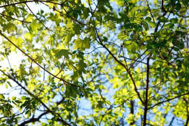 Doğa geçmişi. Taze bahar akçaağaç yaprakları mavi gökyüzünde güneş ışığıyla