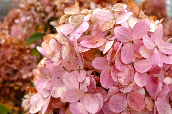 Rosa Verblassende Hortensien Aus Nächster Nähe Herbstlichen Park Oder Garten — Stockfoto