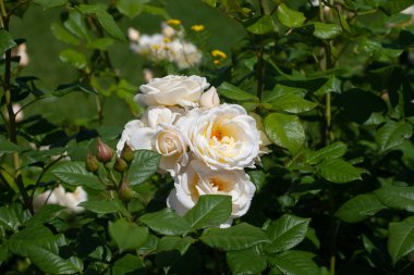 Bahçede taze açan güller