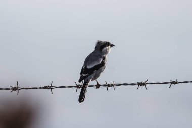 Büyük gri örümceğin portrede yakalanması