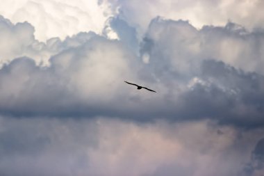 Bulutlu yırtıcı kuşun yakalanması