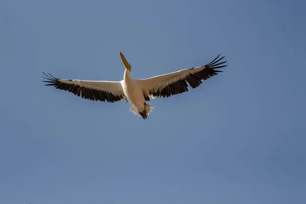 Uçan Pelikanların Tek Bir Grupta Yakalanması — Stok fotoğraf