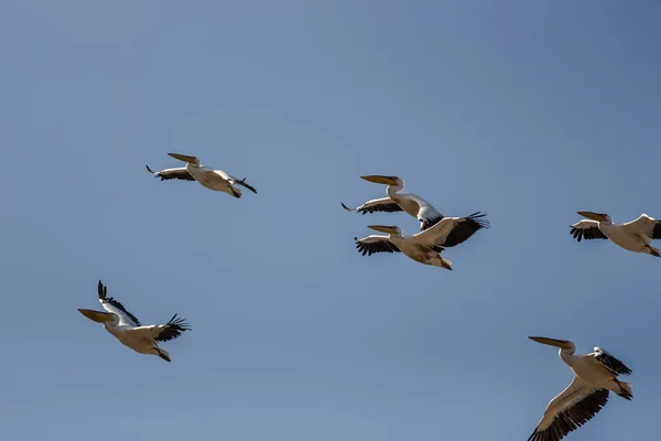 Capture Flying Pelicans Group Single — Stock Photo, Image