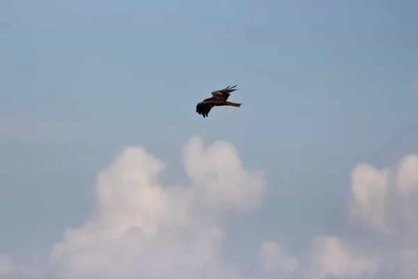 Greifvogelfang Mit Wolken — Stockfoto