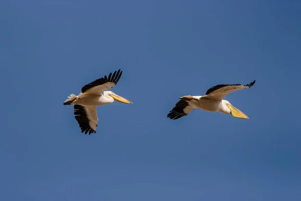 Capture Flying Pelicans Group Single — Stock Photo, Image