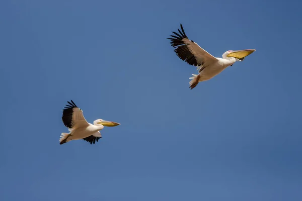 Capture Flying Pelicans Group Single — Stock Photo, Image
