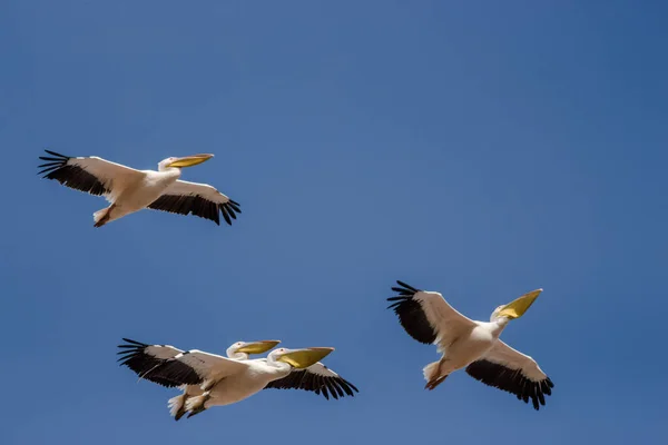 Capture Flying Pelicans Group Single — Stock Photo, Image