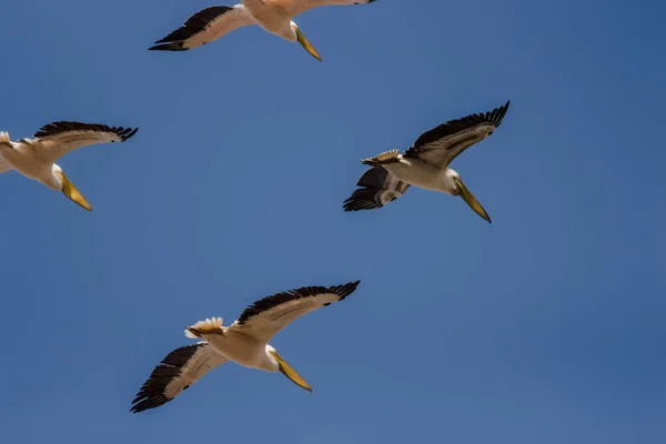 Capture Flying Pelicans Group Single — Stock Photo, Image