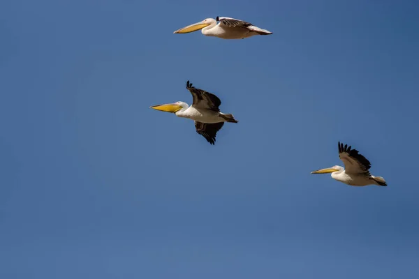 Capture Flying Pelicans Group Single — Stock Photo, Image