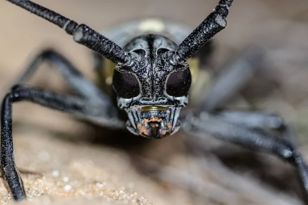 Capture Portraits Insectes Dans Sable — Photo