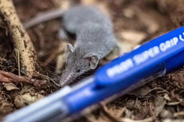 Föld Legkisebb Emlősének Portréjának Rögzítése Jogdíjmentes Stock Képek