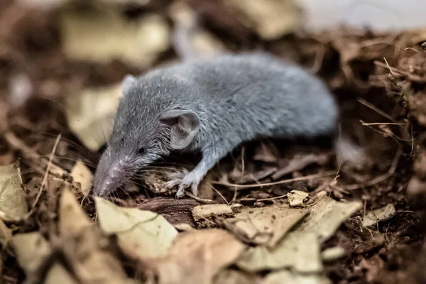 Captura Retrato Del Mamífero Más Pequeño Tierra Fotos De Stock Sin Royalties Gratis