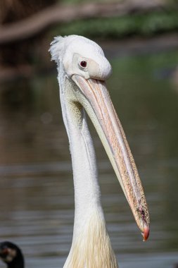 Büyük beyaz pelikanın portresi. Yaklaş.