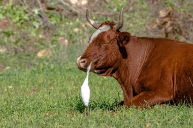 Beyaz balıkçıl bir ineği temizler.