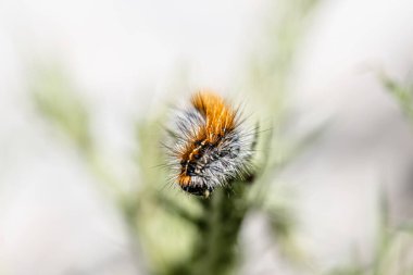 Thaumetopoea tırtılına yakın çekim