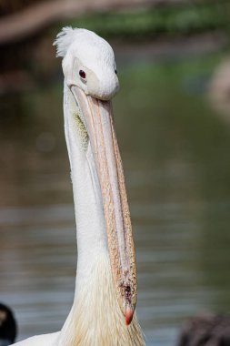 Büyük beyaz pelikanın portresi. Yaklaş.