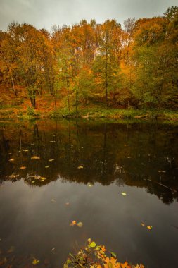 Orman Gölü sıcak ve güzel sonbaharda. Rusya Federasyonu. Yüksek kalite fotoğraf