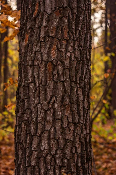 Tronc Chêne Dans Forêt Automne Photo Haute Qualité — Photo