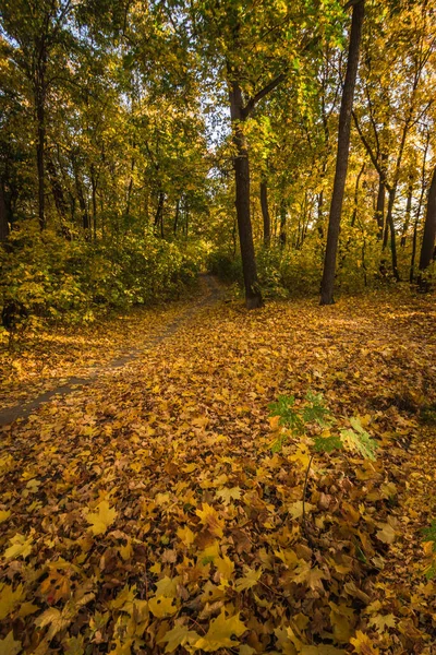 Hutan Maple Dengan Daun Kuning Musim Gugur Yang Hangat — Stok Foto