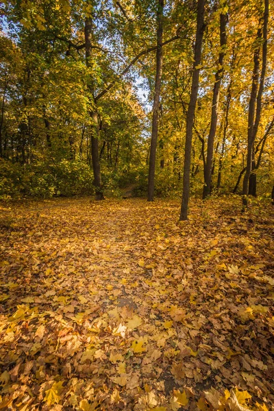 Hutan Maple Dengan Daun Kuning Musim Gugur Yang Hangat — Stok Foto