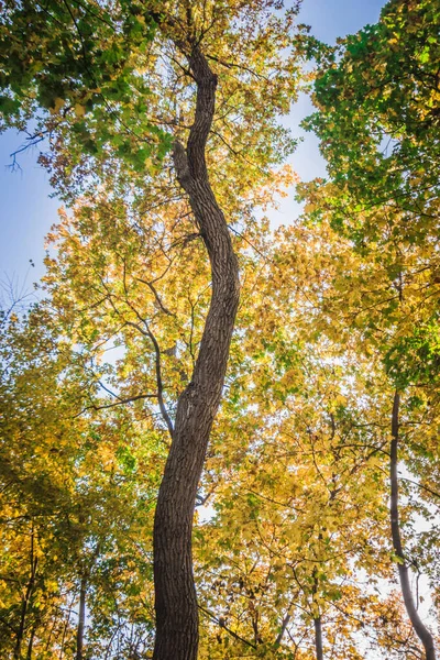 maple oak forest with yellow leaves in warm autumn.