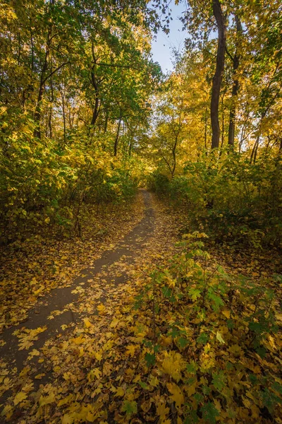 Hutan Maple Dengan Daun Kuning Musim Gugur Yang Hangat — Stok Foto