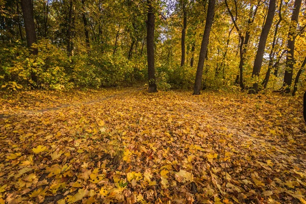 Hutan Maple Dengan Daun Kuning Musim Gugur Yang Hangat — Stok Foto