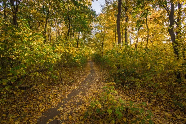 Hutan Maple Dengan Daun Kuning Musim Gugur Yang Hangat — Stok Foto