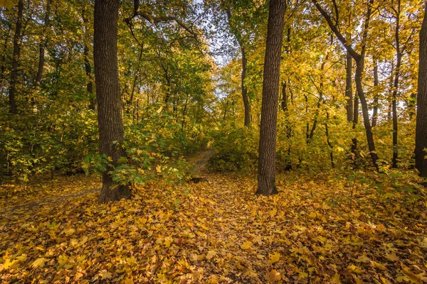 Hutan Maple Dengan Daun Kuning Musim Gugur Yang Hangat — Stok Foto