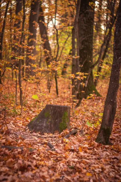 Hutan Maple Dengan Daun Kuning Musim Gugur Yang Hangat — Stok Foto