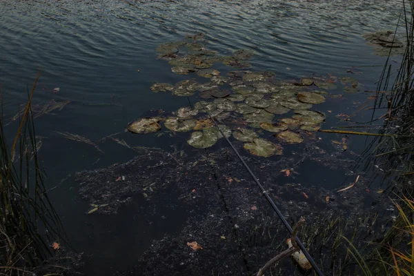 Забруднене Озеро Пензі Російська Федерація Фотографія Високої Якості — стокове фото