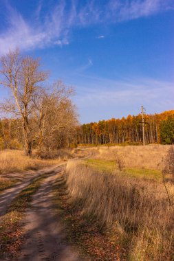 Sonbaharda bir Rus köyünde orman yolu