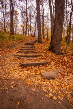 Güzel bir sonbahar ormanında meşe ağaçlarından yapılmış merdivenler. Yüksek kalite fotoğraf