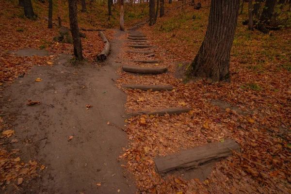 Escalera Hecha Troncos Roble Hermoso Bosque Otoño Foto Alta Calidad — Foto de Stock