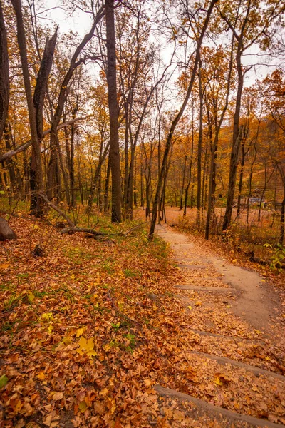 Schody Dębowych Kłód Pięknym Jesiennym Lesie Wysokiej Jakości Zdjęcie — Zdjęcie stockowe