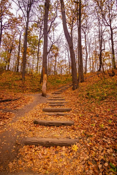 Лестница Дубовых Бревен Красивом Осеннем Лесу Высокое Качество Фото — стоковое фото