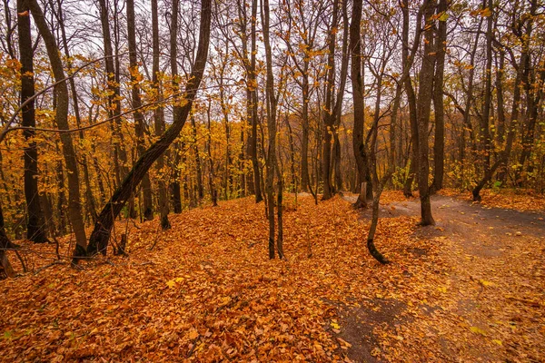 Hutan Maple Dengan Daun Kuning Musim Gugur Yang Hangat Foto — Stok Foto