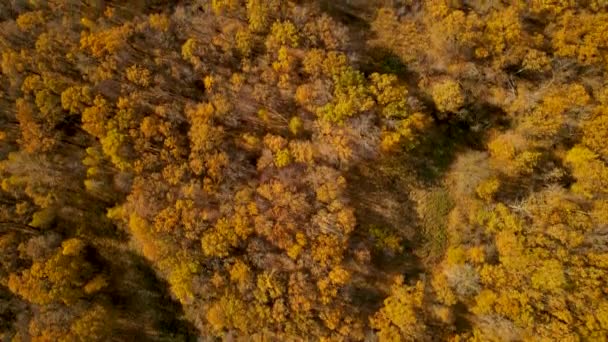 Natura Foresta Autunno Della Federazione Russa — Video Stock